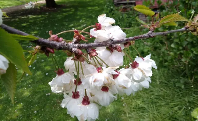 بررسی Honor 7A هوآوی